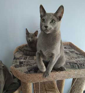 kittens